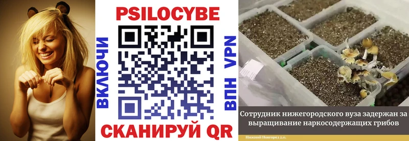 Купить  Нижний Новгород  Псилоцибиновые грибы Magic Shrooms 